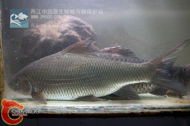 甲鱼冒泡视频,揭秘水中生物的奇妙呼吸瞬间