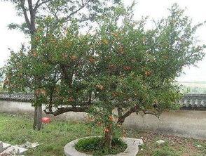 蓝莓怎么剪枝视频,蓝莓高效剪枝技巧解析