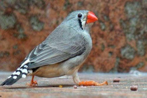 珍珠鸟教学视频,揭秘鸟类之美与生态教育