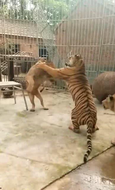 虎狮视频,揭秘动物世界的神秘与力量