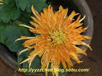 桶菊花视频,揭秘日常生活中的趣味瞬间